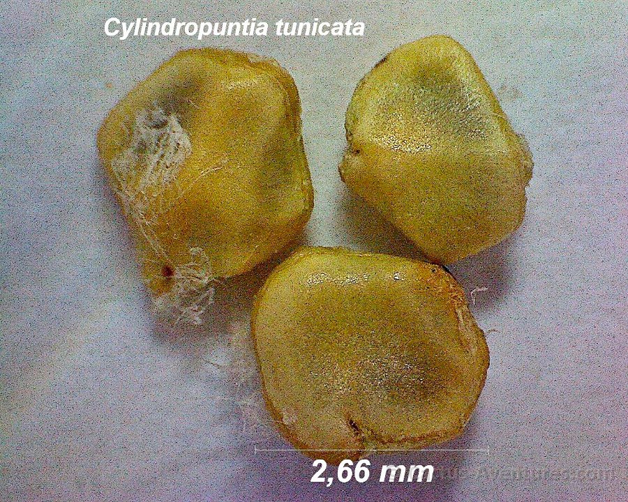 Cylindropuntia tunicata seeds